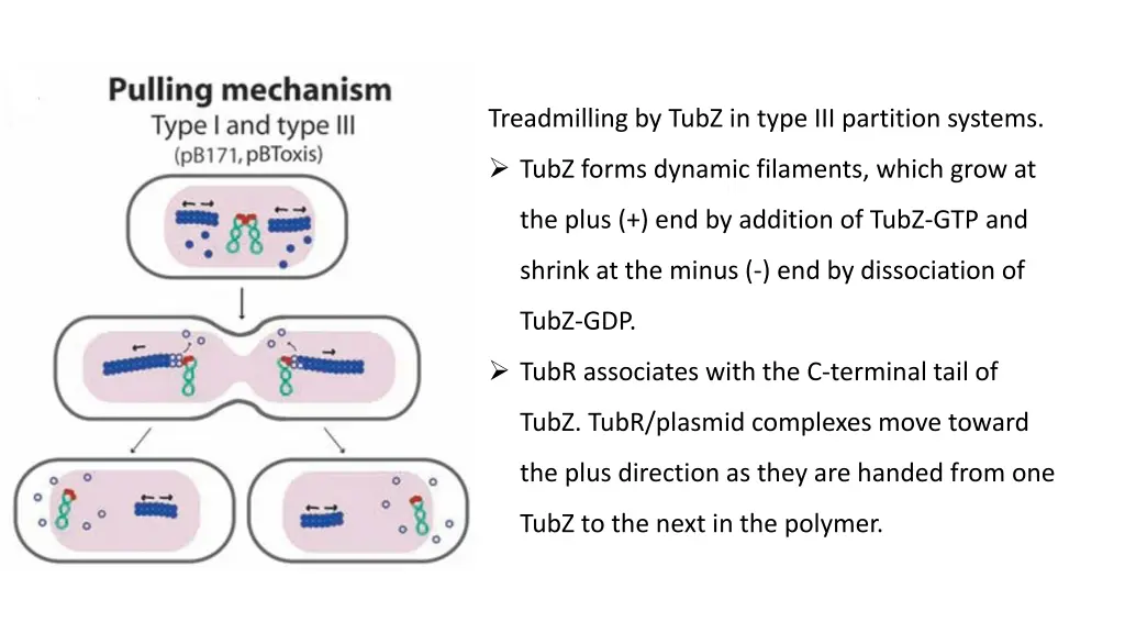 treadmilling by tubz in type iii partition systems