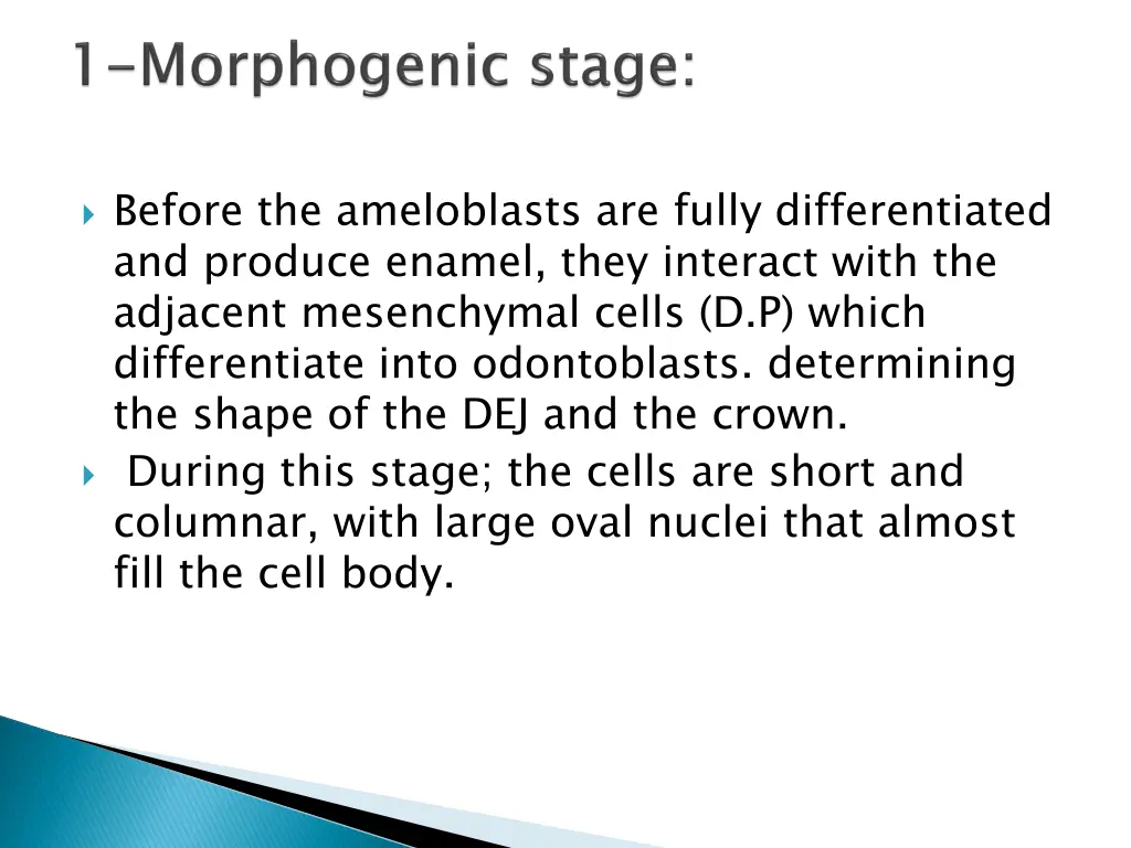 before the ameloblasts are fully differentiated