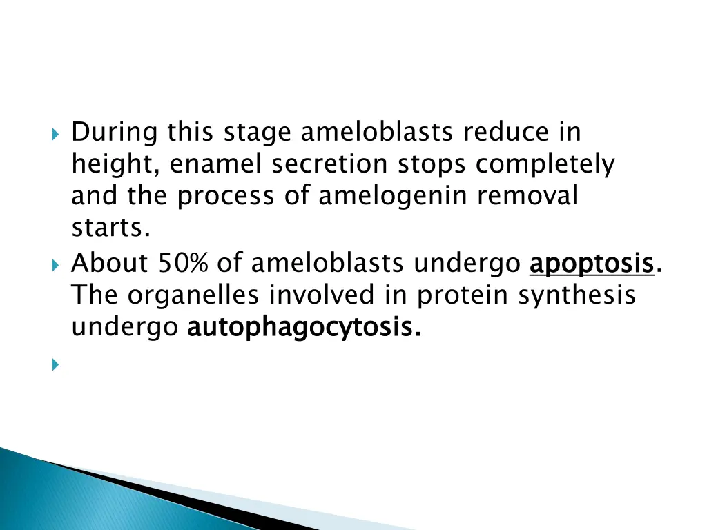 during this stage ameloblasts reduce in height