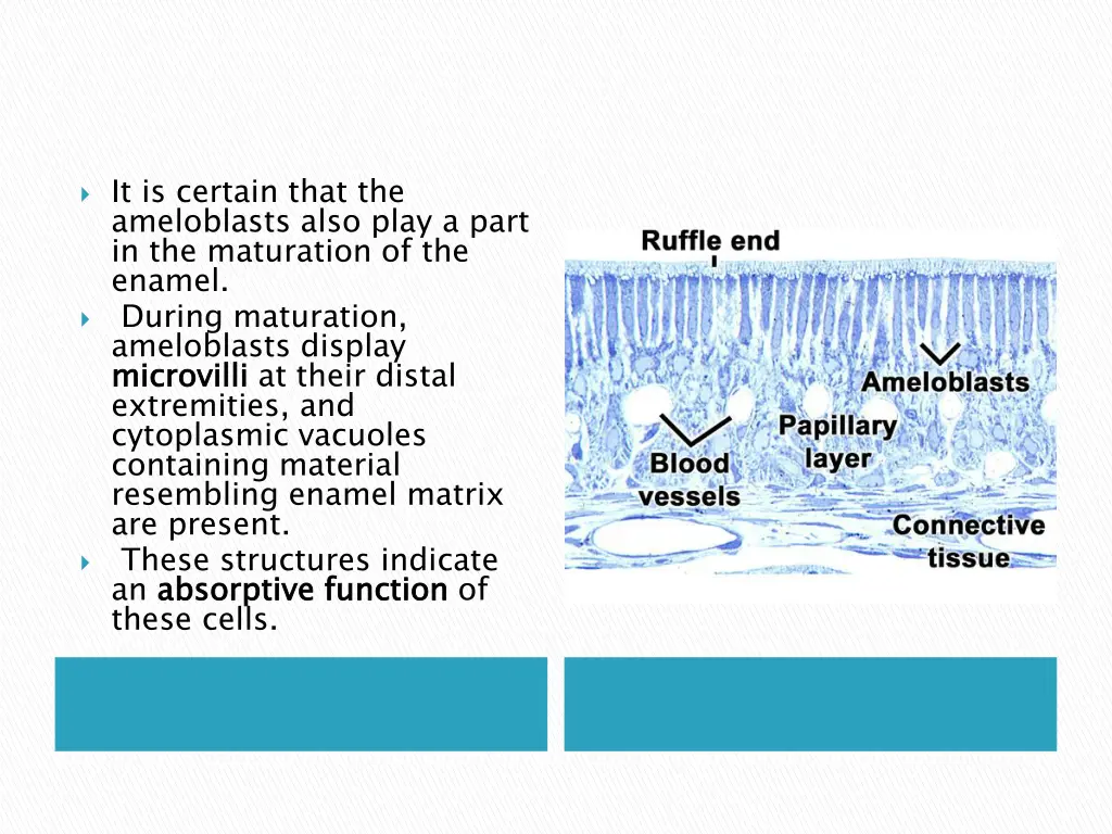 it is certain that the ameloblasts also play