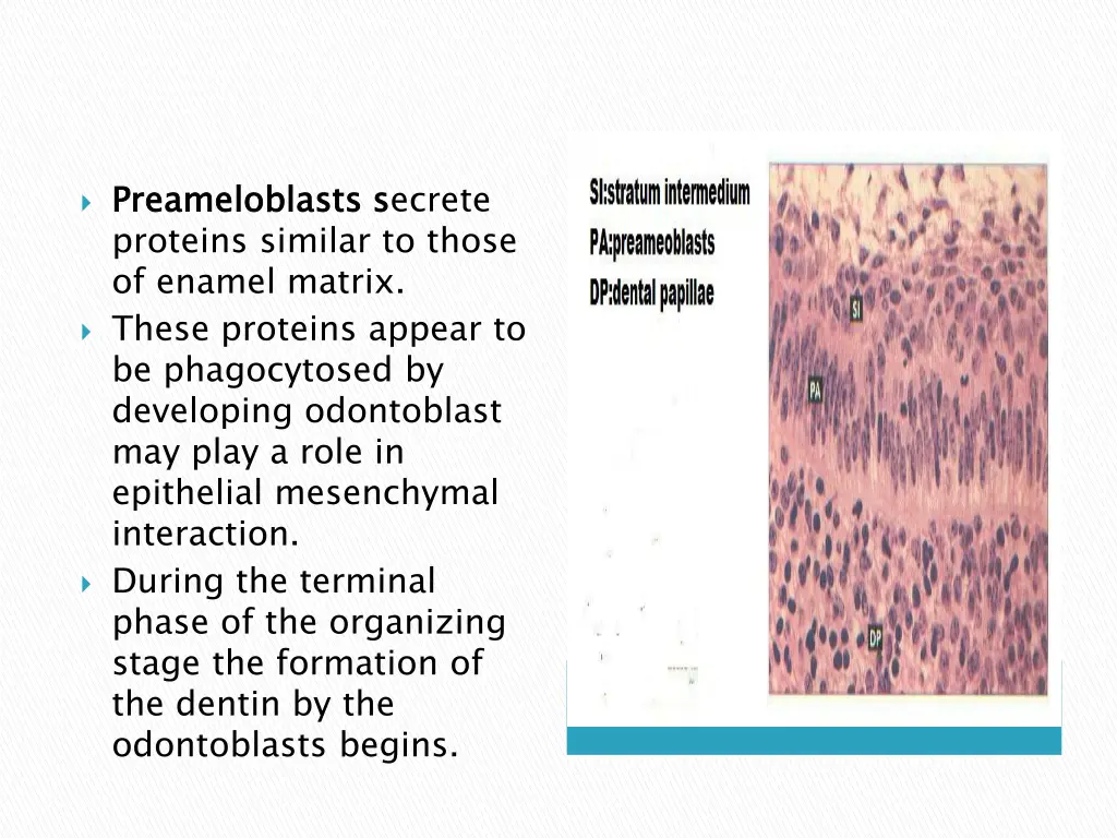 preameloblasts proteins similar to those