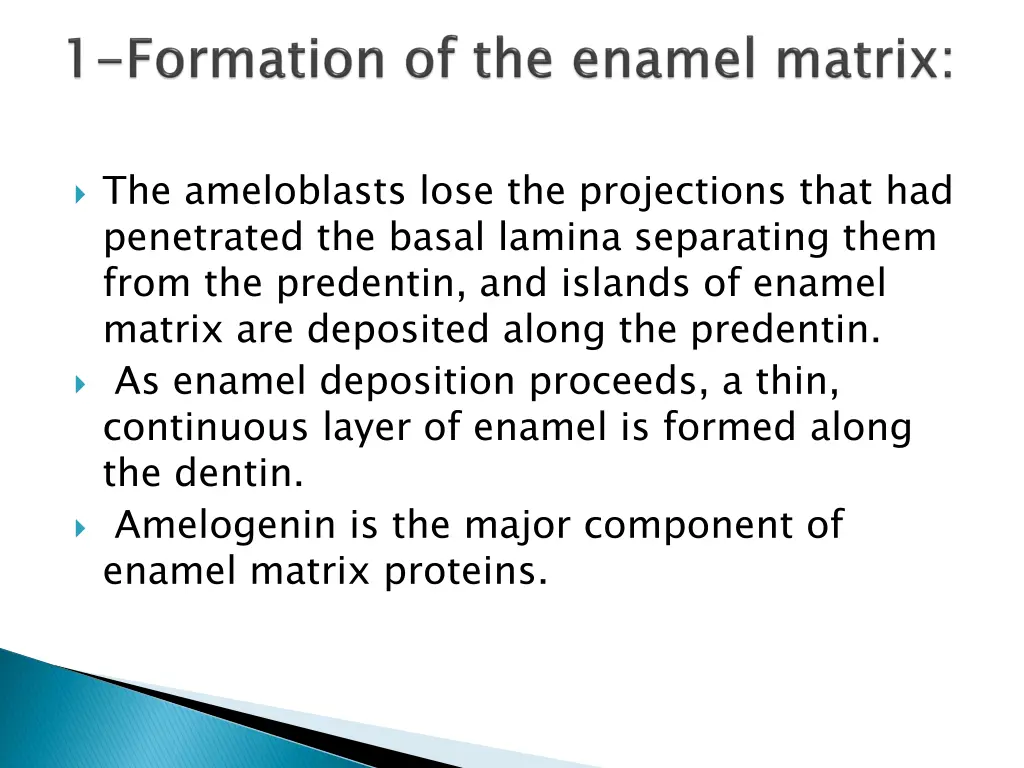 the ameloblasts lose the projections that