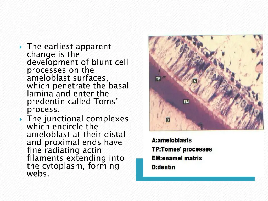 the earliest apparent change is the development