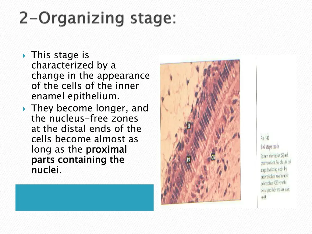 this stage is characterized by a change