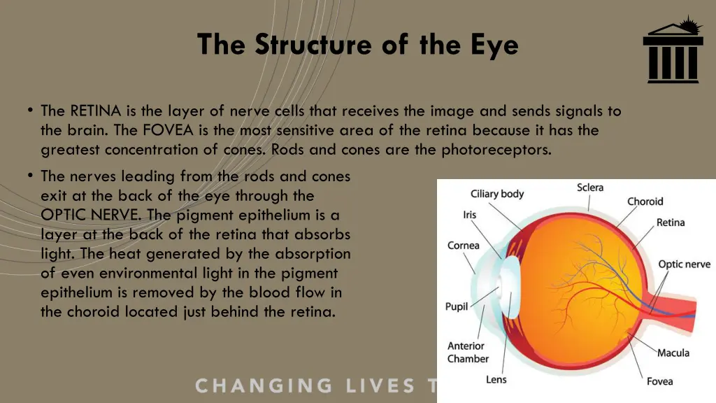 the structure of the eye 1