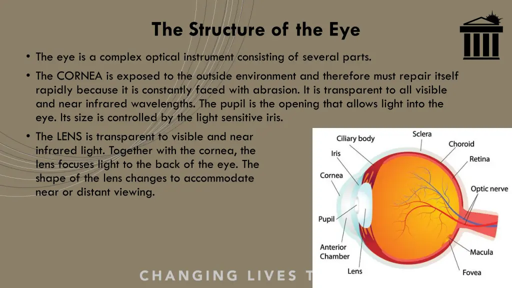 the structure of the eye