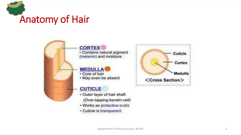 anatomy anatomy of of hair