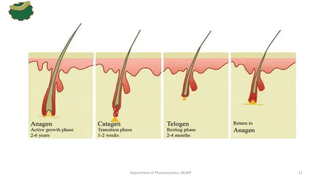 department of pharmaceutics mlrip