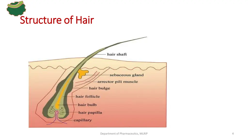 structure structureof ofhair