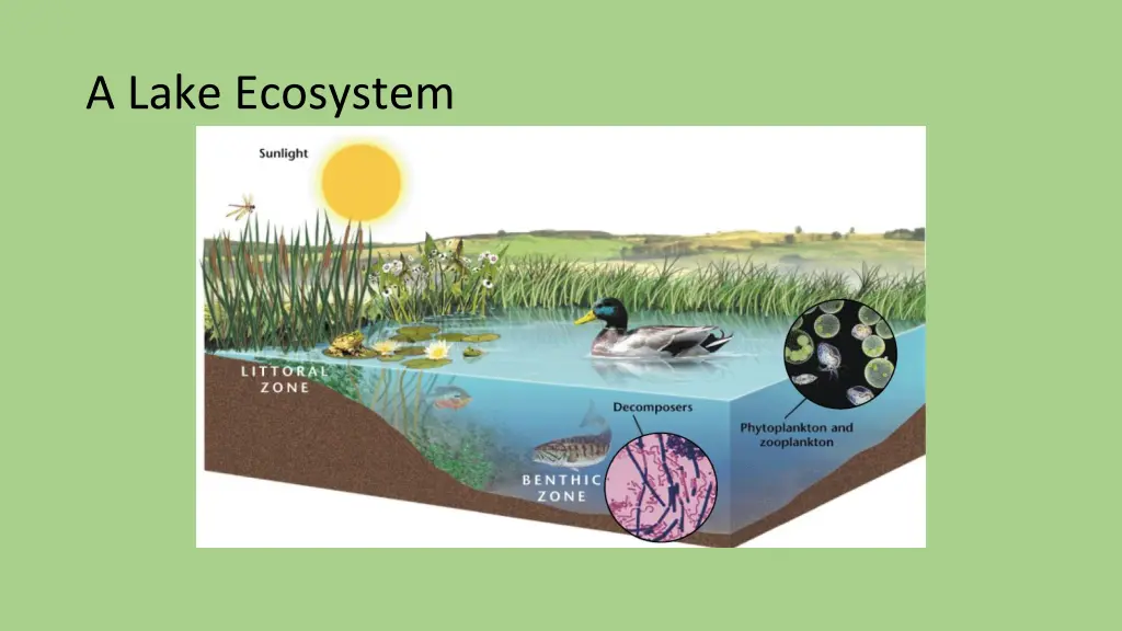 a lake ecosystem