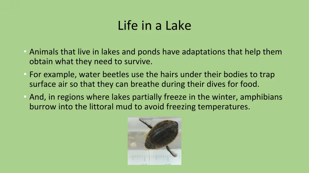 life in a lake 2