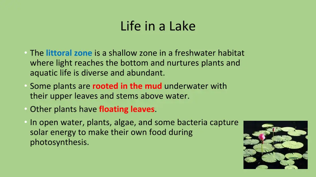 life in a lake