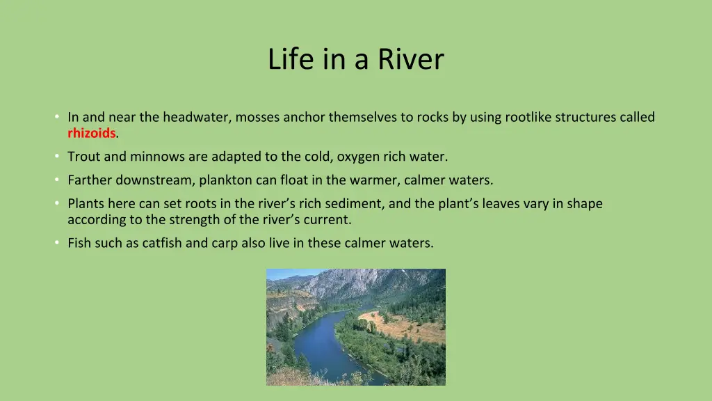 life in a river