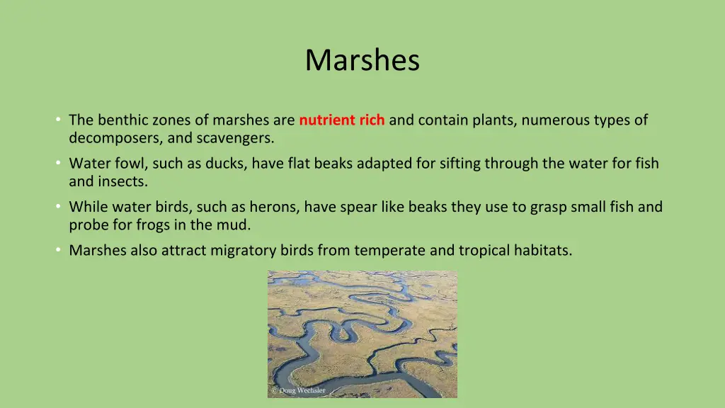 marshes 1