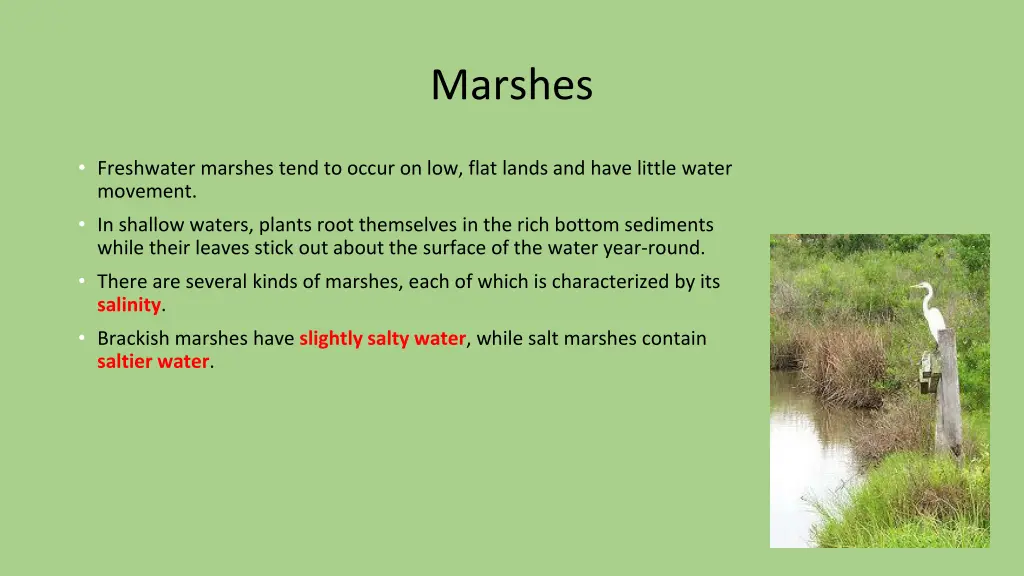 marshes