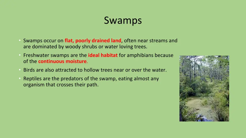 swamps