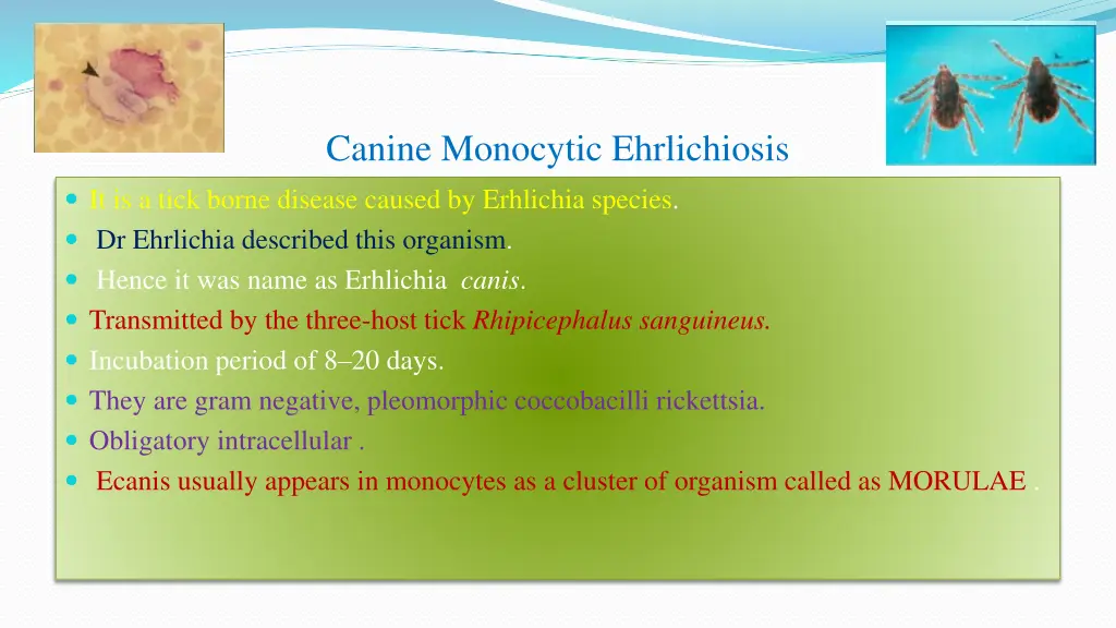 canine monocytic ehrlichiosis