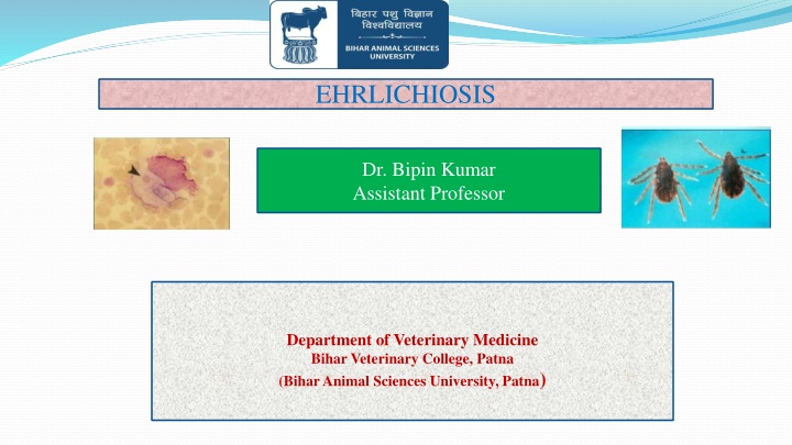 ehrlichiosis