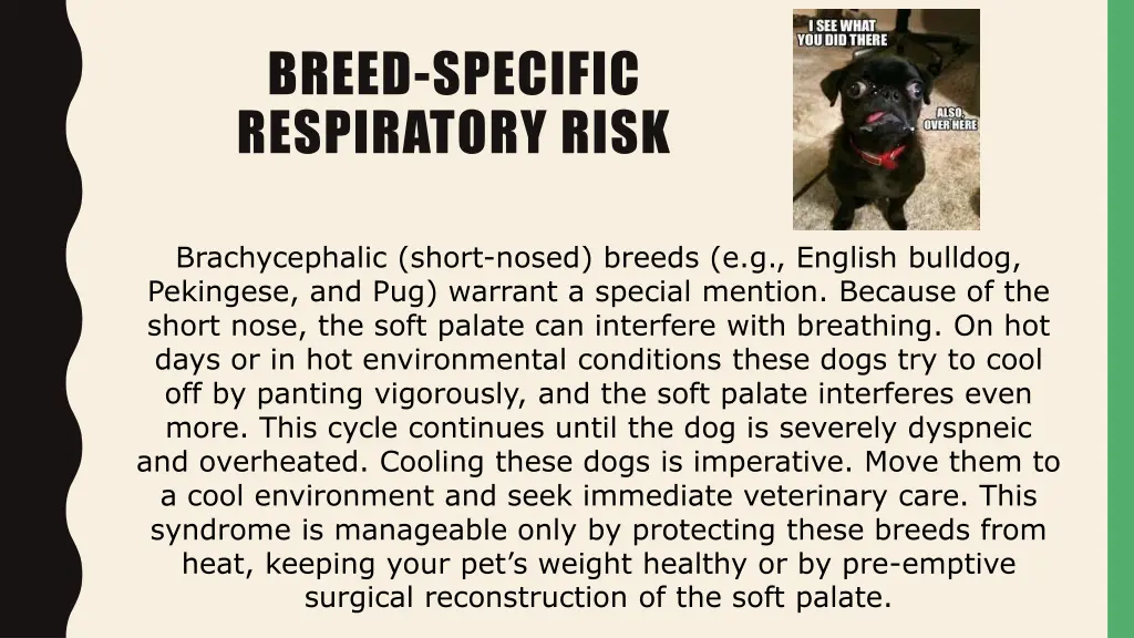 breed specific respiratory risk