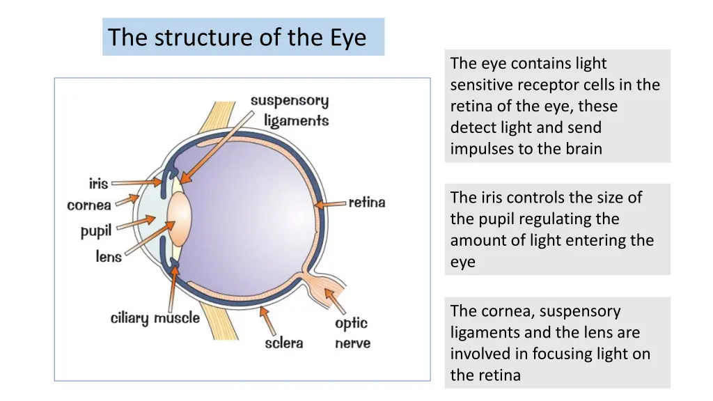 the structure of the eye