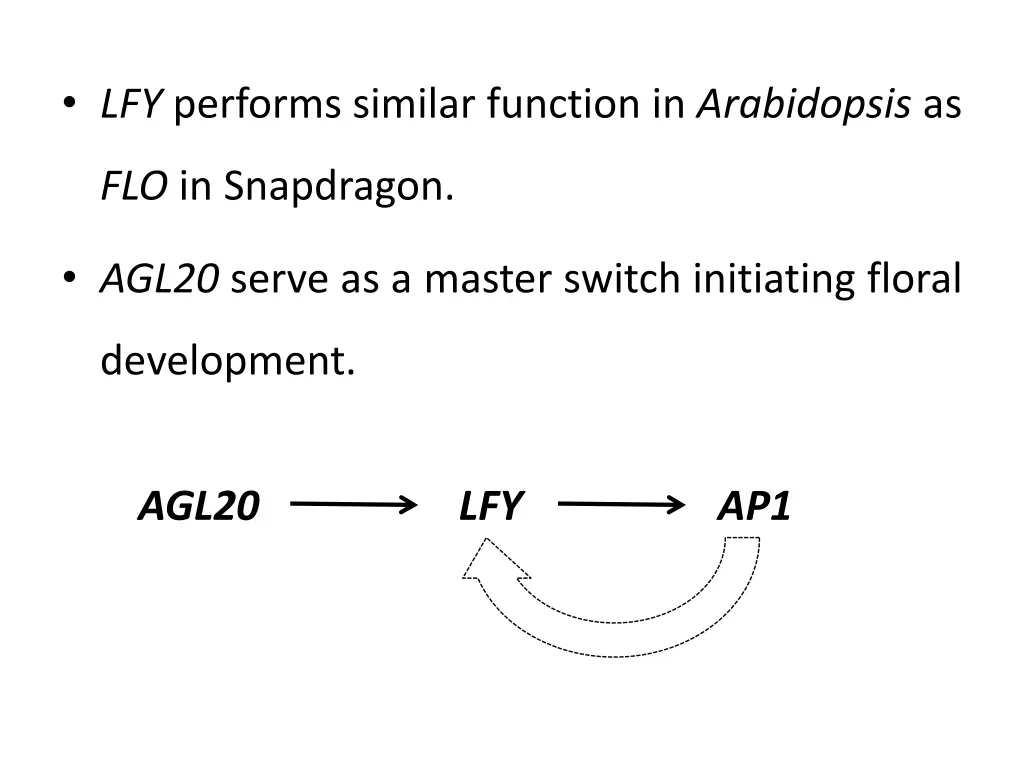 lfy performs similar function in arabidopsis as