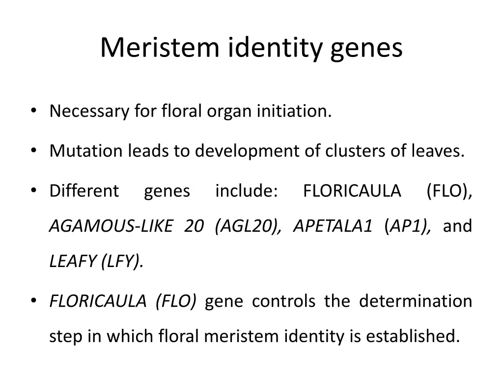 meristem identity genes