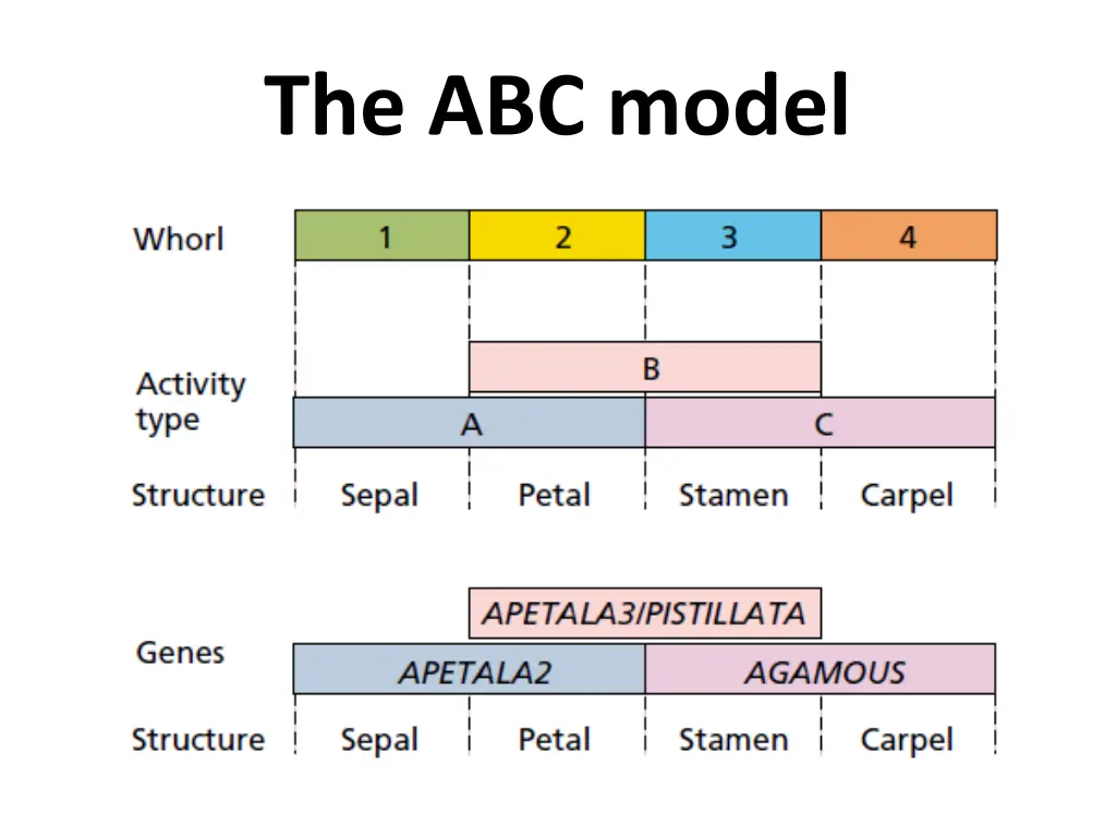 the abc model