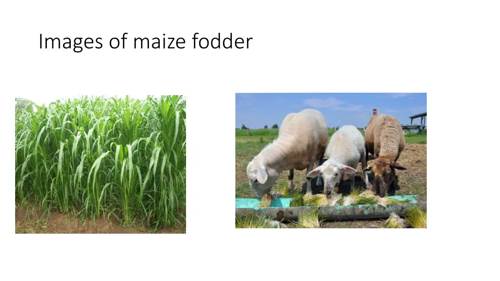 images of maize fodder