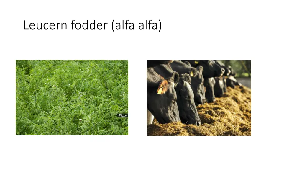 leucern fodder alfa alfa