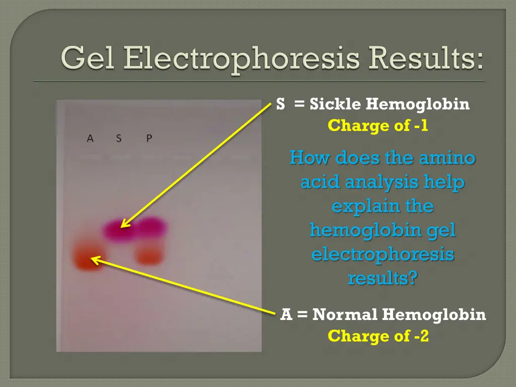 s sickle hemoglobin charge of 1