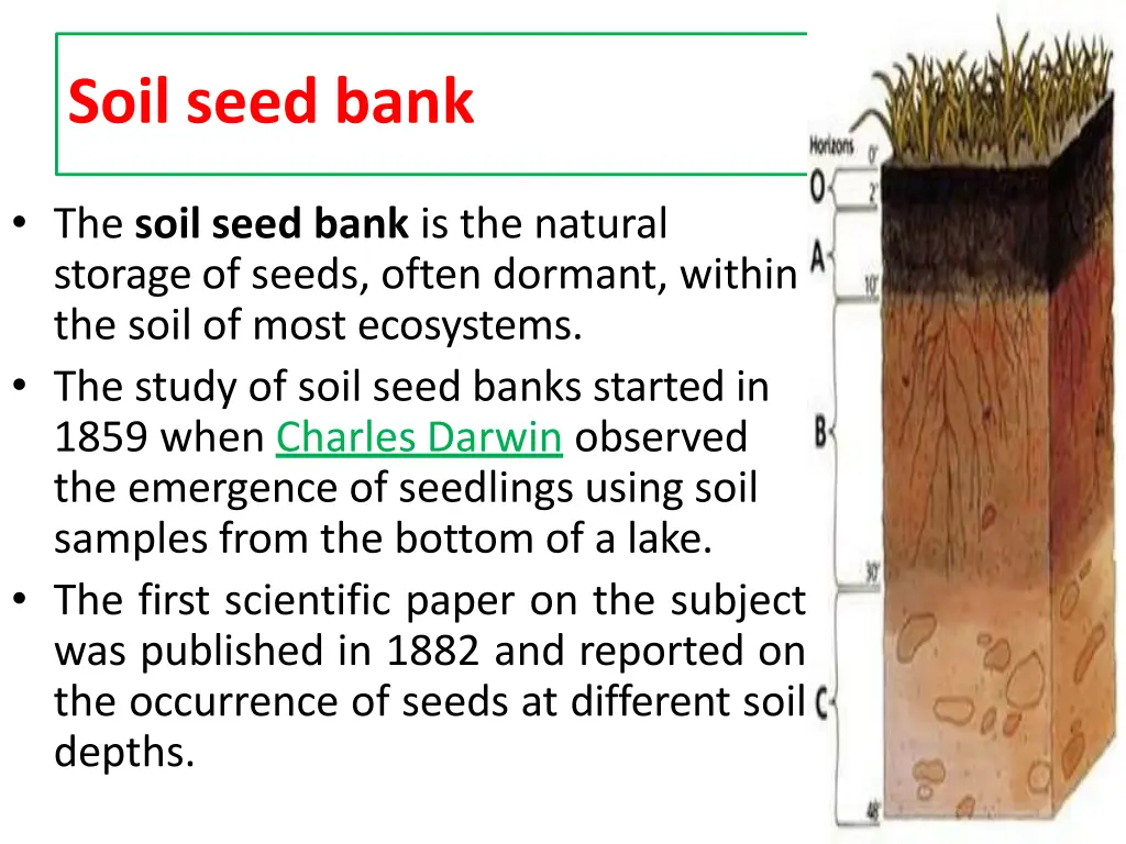 soil seed bank