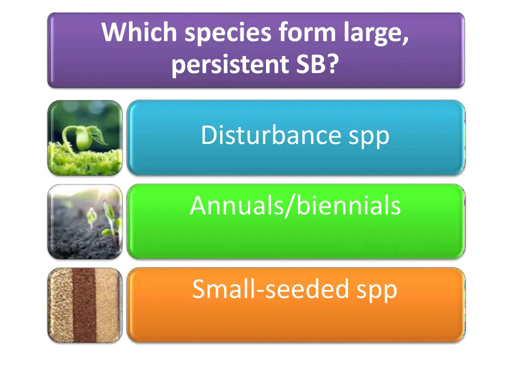 which species form large persistent sb