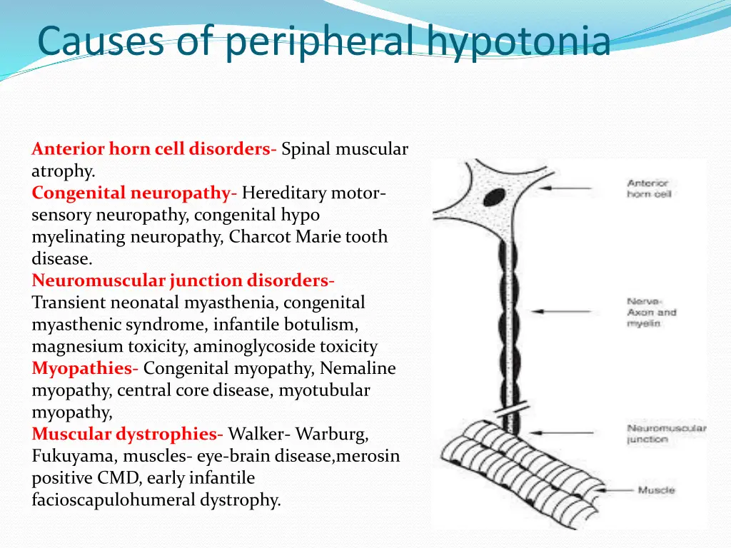 causes of peripheral hypotonia