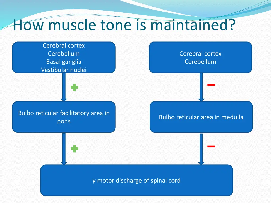 how muscle tone is maintained