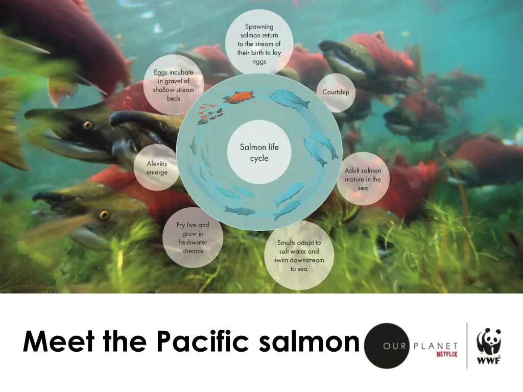 meet the pacific salmon