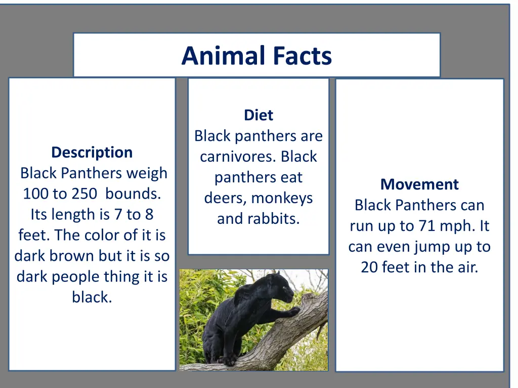 animal facts