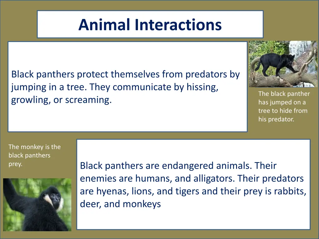 animal interactions