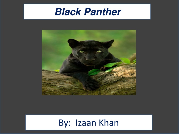 black panther