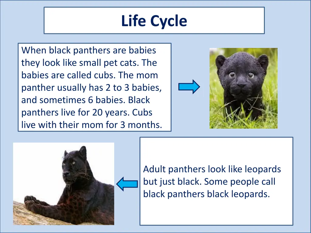 life cycle