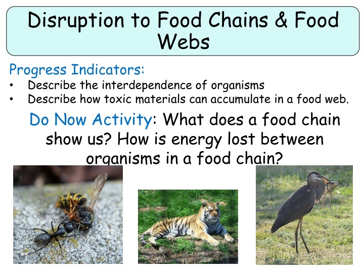 disruption to food chains food webs progress