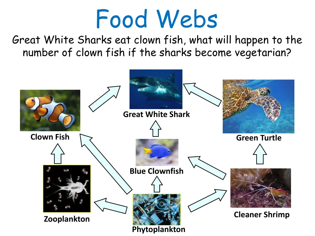 food webs 1