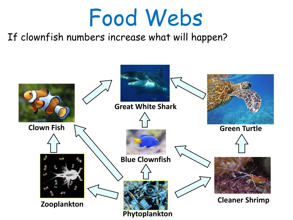 food webs 2