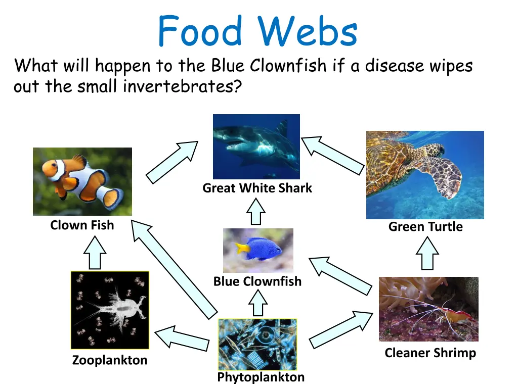 food webs 3