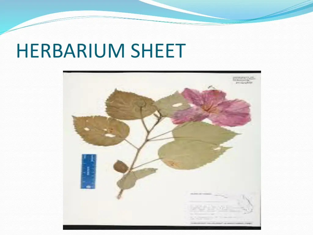 herbarium sheet