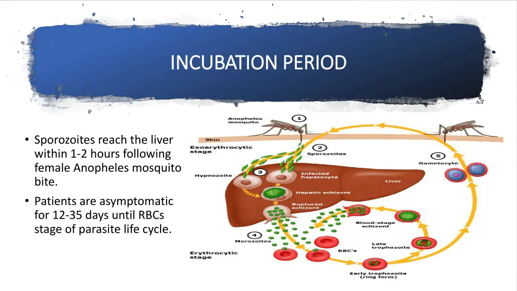 incubation period incubation period