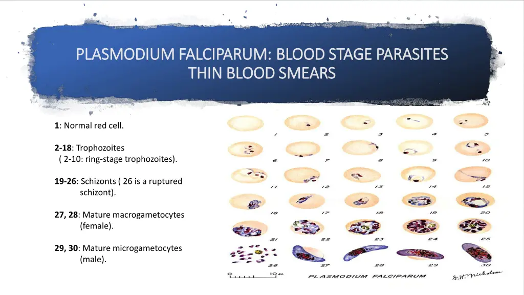 plasmodium falciparum plasmodium falciparum blood