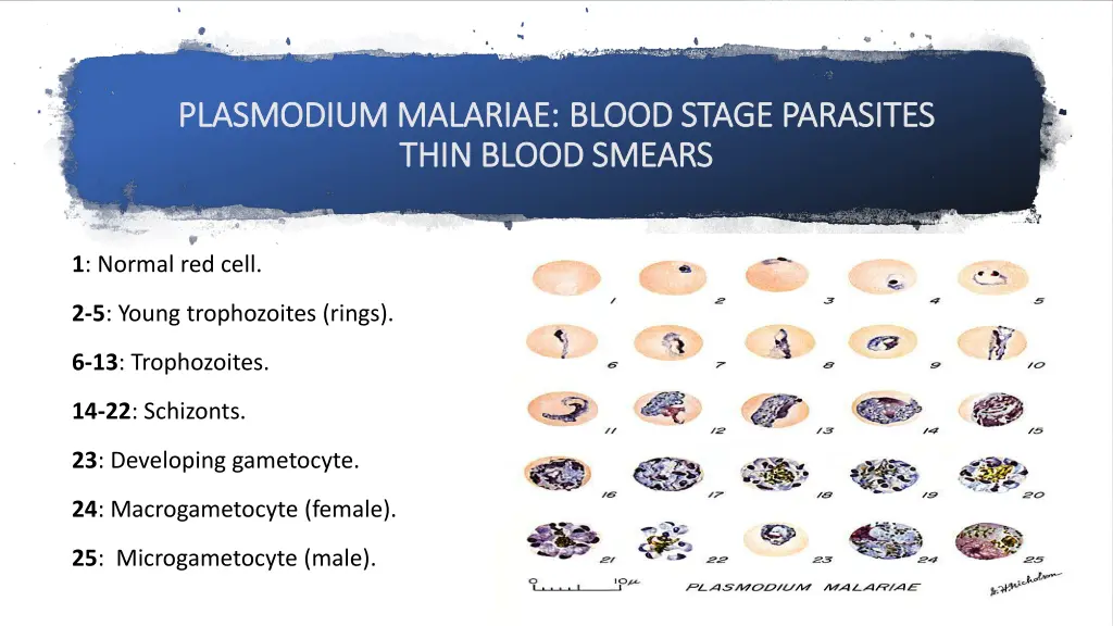 plasmodium malariae plasmodium malariae blood