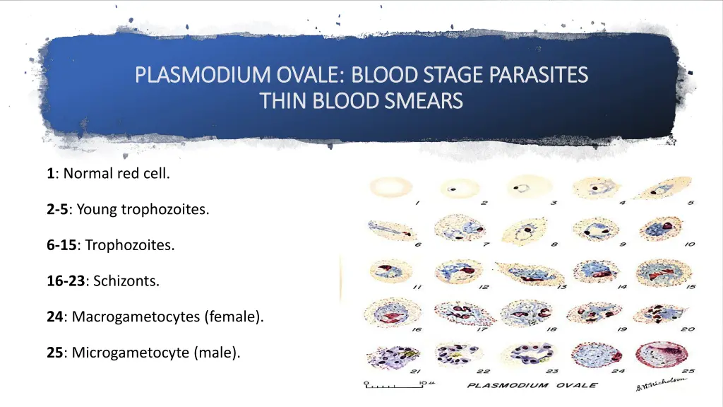 plasmodium ovale plasmodium ovale blood stage