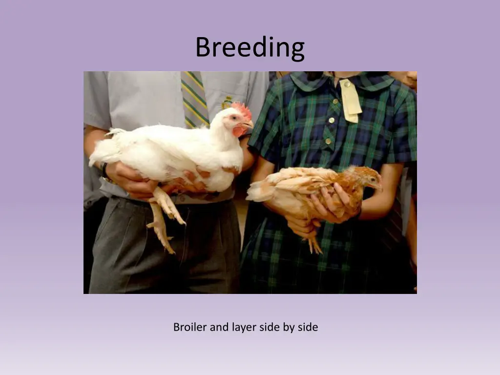 breeding 1