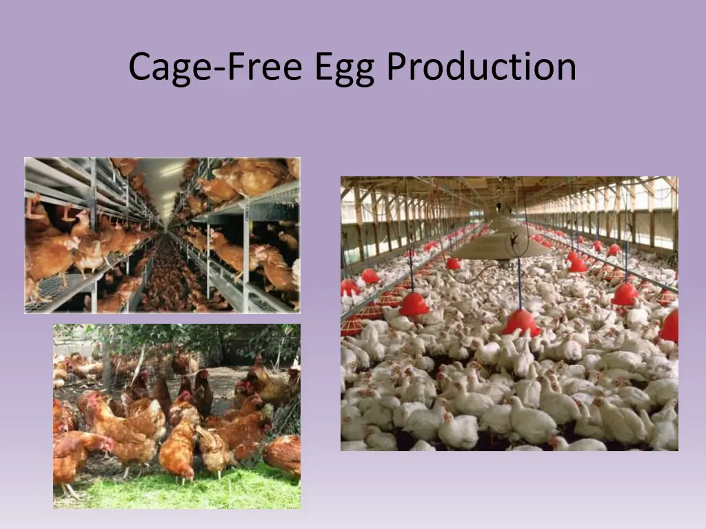 cage free egg production